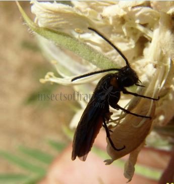 Dolerus haematodes -3
