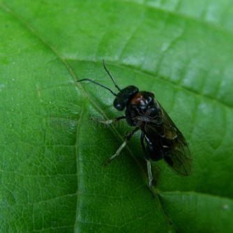 Eriocampa sp-3