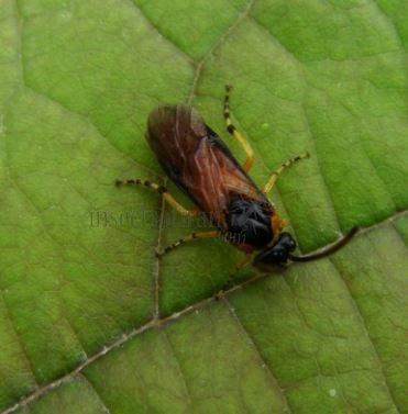 Athalia sp-2