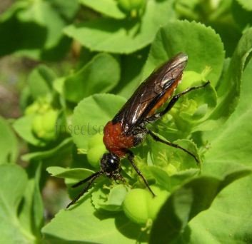 Eriocampa ovata -2