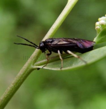 Apethymus apicalis -2
