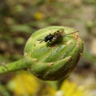 Glyphomerus stigma -7