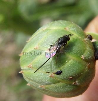 Glyphomerus stigma -8