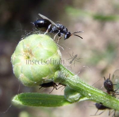 Monodontomerus obsoletus -1