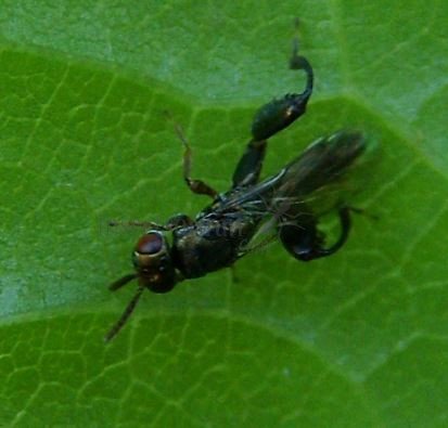Podagrion pachymerum-2