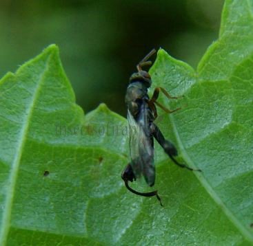 Podagrion pachymerum-3
