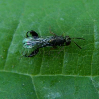 Podagrion pachymerum-4