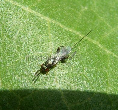 Podagrion sp -1