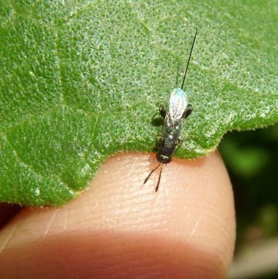 Podagrion sp -2