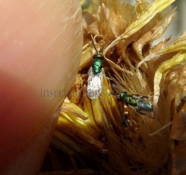Torymus basalis