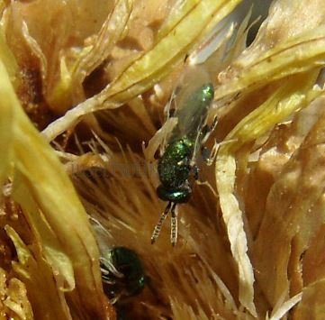 Torymus basalis-2
