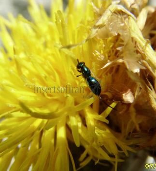 Torymus basalis-6