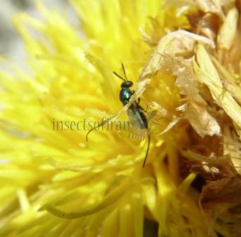 Torymus basalis-5