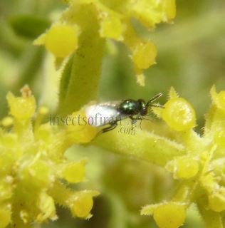 Torymus flavipes-1