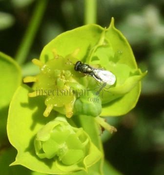 Torymus flavipes-3