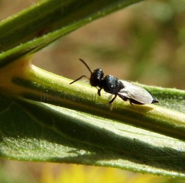 Torymus sp-6
