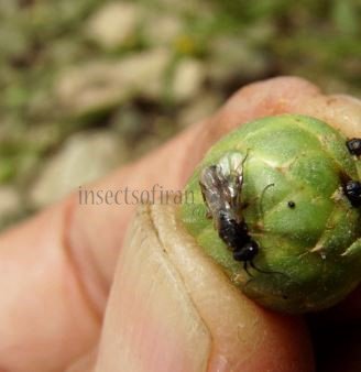 Glyphomerus stigma -4