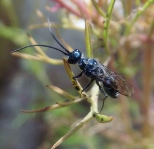 Ampulicidae