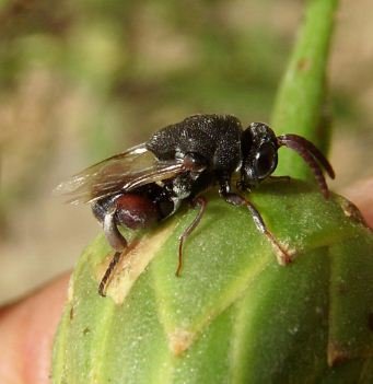 Chalcididae
