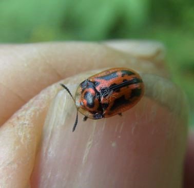 Pilemostoma fastuosior