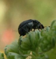 Chrysomelidae