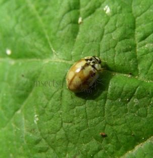 Adalia bipunctata -1