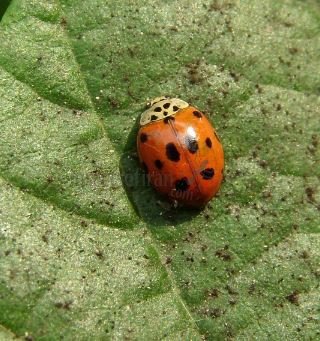 Adalia decempunctata -1