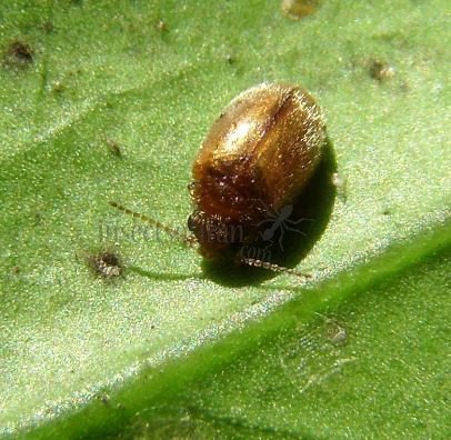 Coccidula rufa -1