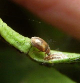 Coccidula rufa -4