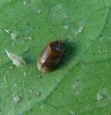 Coccidula rufa -5