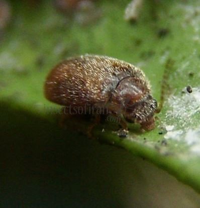 Coccidula rufa -7