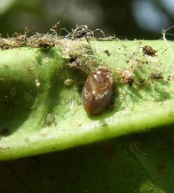 Coccidula rufa-11