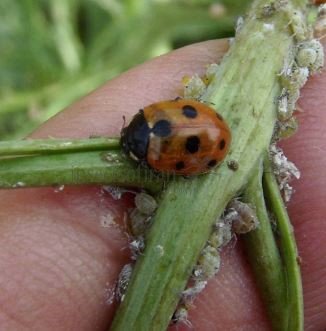 Coccinella 9-punctata-2