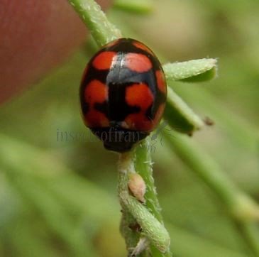 coccinella hieroglyphica-3