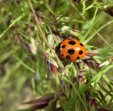 Coccinella magnifica-2