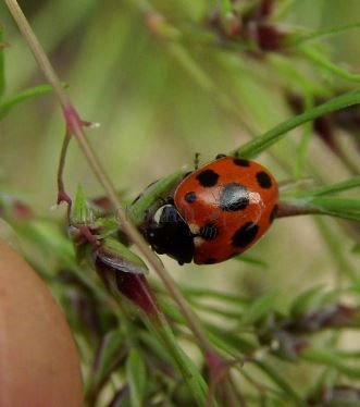 Coccinella magnifica-3