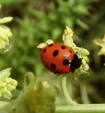 Coccinella magnifica-4