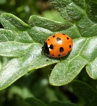 Coccinella undecimpunctata -2
