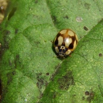 Adalia decempunctata -4