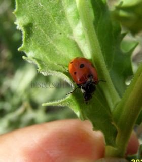Coccinella undecimpunctata -1