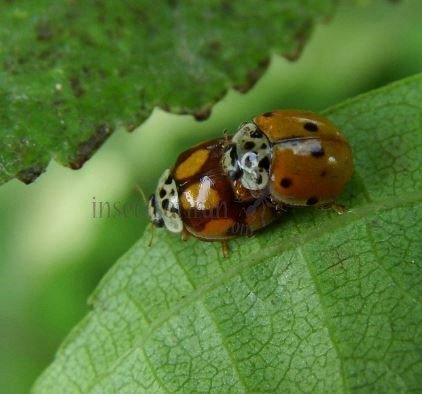 Adalia decempunctata -5