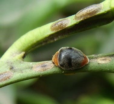 Cryptolaemus montrouzieri-2