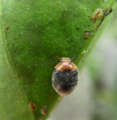 Cryptolaemus montrouzieri-3