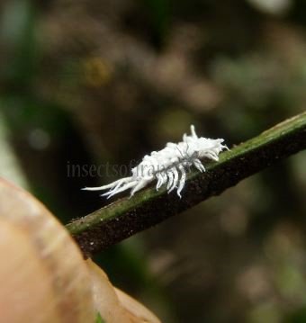 Cryptolaemus montrouzieri-4