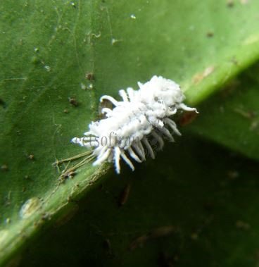 Cryptolaemus montrouzieri-6