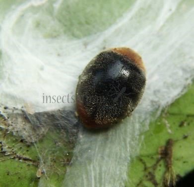 Cryptolaemus montrouzieri-7