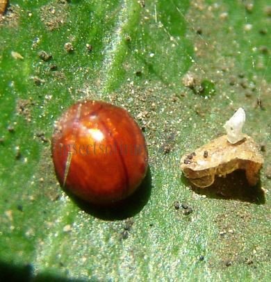 Delphastus berryi-7