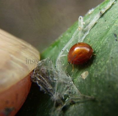 Delphastus berryi-8