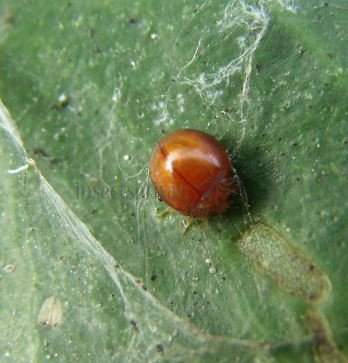 Delphastus berryi-9