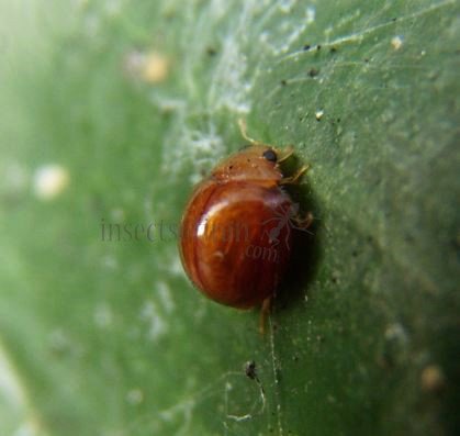 Delphastus berryi-12